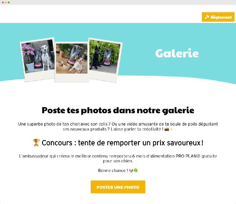 Nos amis à fourrure